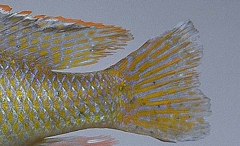 Mylochromis lateristriga, caudal fin, photo
copyright &copy; 1997 by M. K. Oliver