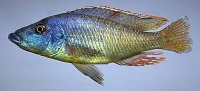 Mylochromis lateristriga