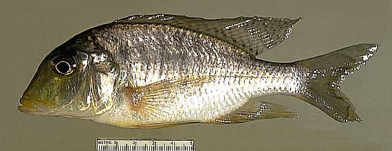 Taeniolethrinops laticeps, female, photo copyright &copy; by M. K. Oliver