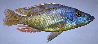 Mylochromis lateristriga, photo
by M. K. Oliver