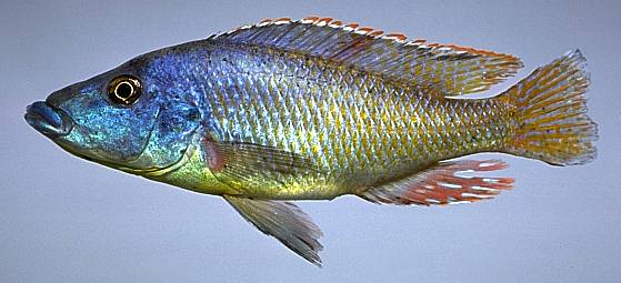 Mylochromis lateristriga, photo copyright &copy; by M. K.
Oliver