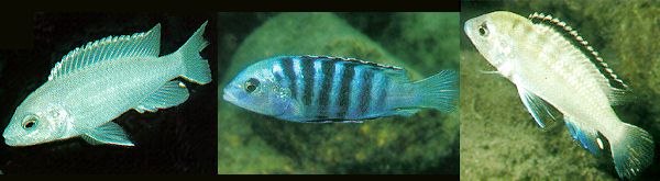 3 photos of Labidochromis caeruleus color
variations by Ad Konings