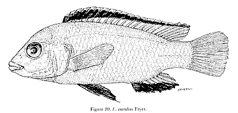 Drawing of Labidochromis caeruleus, from Lewis
(1982)