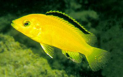 Photo of yellow Labidochromis caeruleus by
Ad Konings