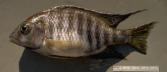 Lethrinops sp. A, photo copyright &copy; by M. K. Oliver