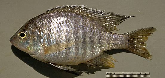 Lethrinops sp. B, photo copyright &copy; by M. K. Oliver