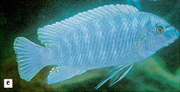 Labeotropheus fuelleborni, photo from Ribbink et al. (1983)