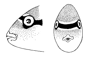 Labidochromis gigas, head of male, showing pigment
pattern; from Lewis (1982)