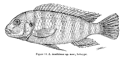 Labidochromis ianthinus, drawing from Lewis (1982)