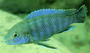 Labidochromis ianthinus; photo by Ad Konings, used by permission
