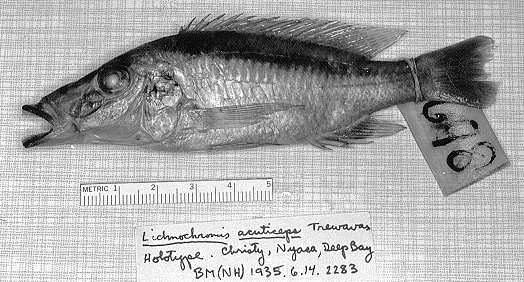 Lichnochromis acuticeps, holotype, photo copyright &copy; by M. K. Oliver