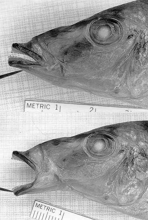Lichnochromis acuticeps, holotype, mouth closeups,
photos copyright &copy; by M. K. Oliver