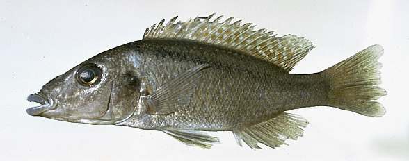 Lichnochromis acuticeps, photo copyright &copy; by M. K. Oliver