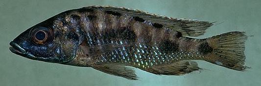 Otopharynx lithobates holotype; photo &copy; by M.K. Oliver, Ph.D.