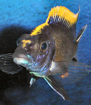 Male O. lithobates in an aquarium, frontal 'blaze'; photo &copy; by M.K. Oliver, Ph.D.