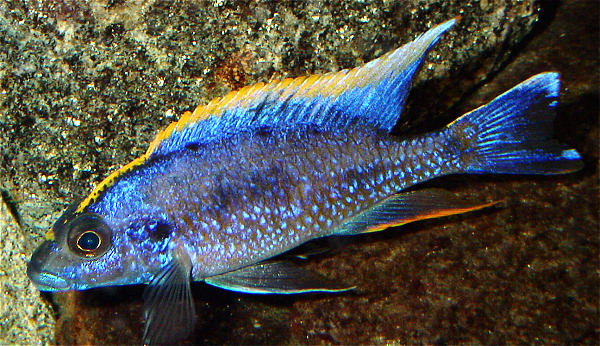Male O. lithobates in an aquarium, photo &copy; by M.K. Oliver, Ph.D.