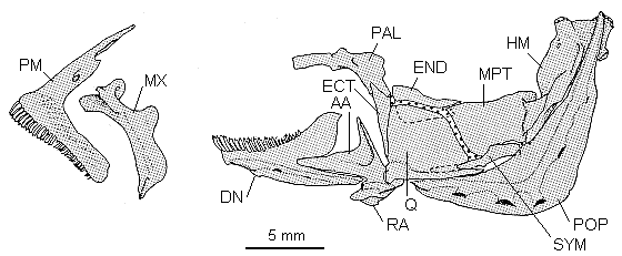 Jaw bones and
suspensorium of Otopharynx lithobates from Lake Malawi