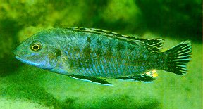 Labidochromis maculicauda; photo by Ad Konings, used by permission