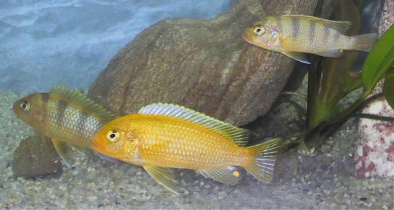 Maylandia lombardoi, photo by Akio Kaesermann