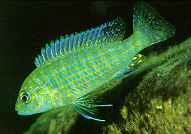 Labidochromis textilis, photo by Ad Konings