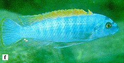 Labeotropheus trewavasae, photo from Ribbink et al. (1983)