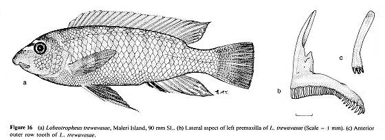 Labeotropheus trewavasae, drawings from Ribbink et al. (1983)
