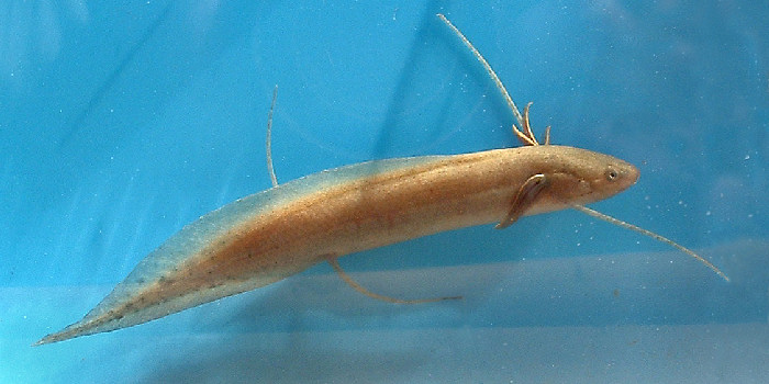 lungfish larva, photo by Dr. George Turner