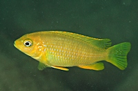 Maylandia flavifemina, female at Maleri Island; photo &copy; by Larry Johnson, used by permission