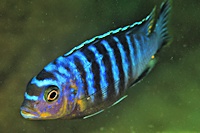 Maylandia flavifemina, male at Maleri Island; photo &copy; by Larry Johnson, used by permission