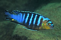 Maylandia flavifemina, male at Maleri Island; photo &copy; by Larry Johnson, used by permission