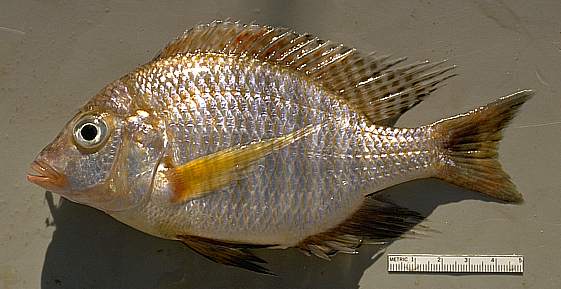 Lethrinops macracanthus, photo copyright &copy; by M. K. Oliver