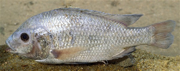 Oreochromis squamipinnis from L. Malombe, photo &copy; by G.F. Turner