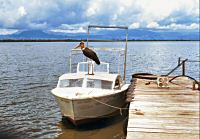 Marabou stork on boat, Lake George, Uganda