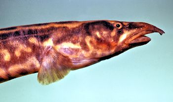 Aethiomastacembelus shiranus, photo &copy; by M. K. Oliver