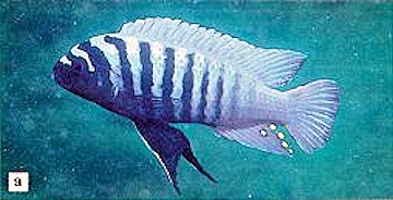 Maylandia zebra. From Ribbink et al. (1983)