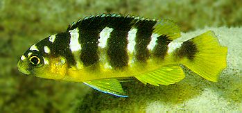 Maylandia crabro, photo copyright by Ad Konings,
used by permission