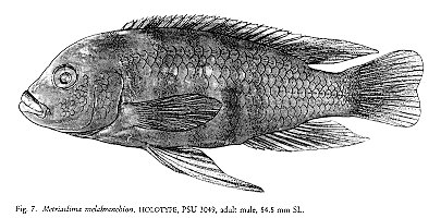 Maylandia melabranchion, illustration from Stauffer
et al. (1997)