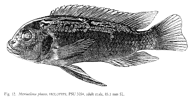Maylandia phaeos, illustration from Stauffer et al. (1997)
