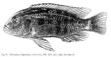 Maylandia thapsinogen, drawing of holotype from Stauffer et al. (1987);
used by permission