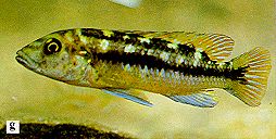 Melanochromis baliodigma photo,
from Ribbink et al. (1983)