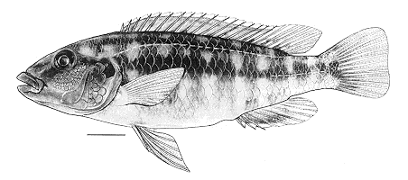 M. baliodigma, holotype, from Bowers & Stauffer (1997)