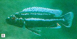 Melanochromis cf. chipokae, male, photo from
Ribbink et al. (1983)