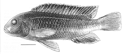 Holotype of Melanochromis cyaneorhabdos, from Bowers
& Stauffer (1997); used by permission