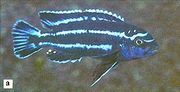 Melanochromis cyaneorhabdos, photo from Ribbink et al.
(1983); used by permission