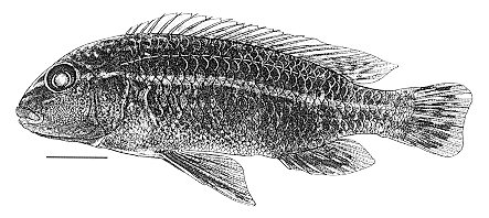 Melanochromis dialeptos, holotype; from Bowers & Stauffer (1997)