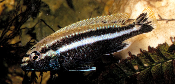 Melanochromis auratus, male; aquarium photo &copy; M.K. Oliver, Ph.D.