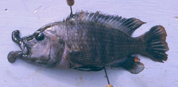 Adult male Abactochromis labrosus; photo &copy; by M. K. Oliver