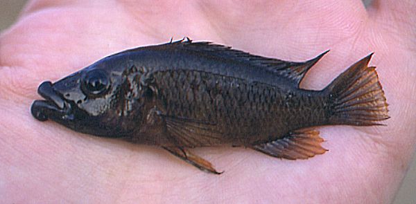 subadult Abactochromis labrosus; photo &copy; by M. K. Oliver