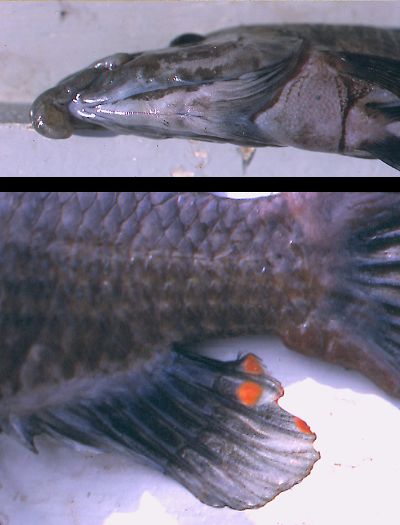 Abactochromis labrosus, ventral head and anal fin; photos &copy; by M. K. Oliver