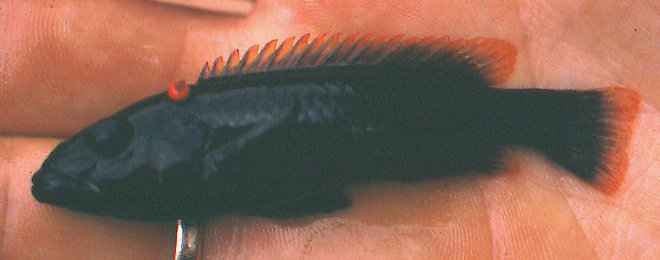 A tagged Melanochromis melanopterus, photo copyright &copy; 2001 by M. K. Oliver